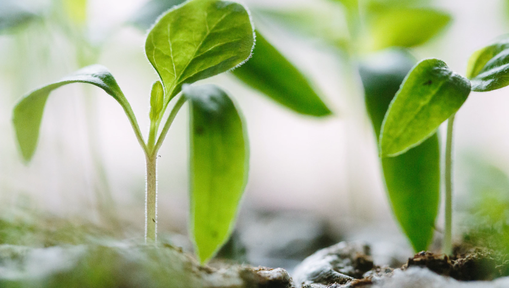 Startblog: maak je tuin klaar